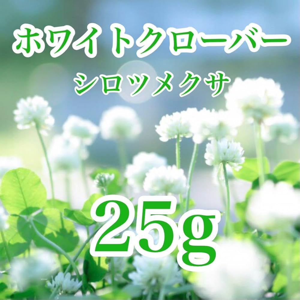 Amazon.co.jp: ホワイトクローバー シロツメクサ 25g 種 : DIY