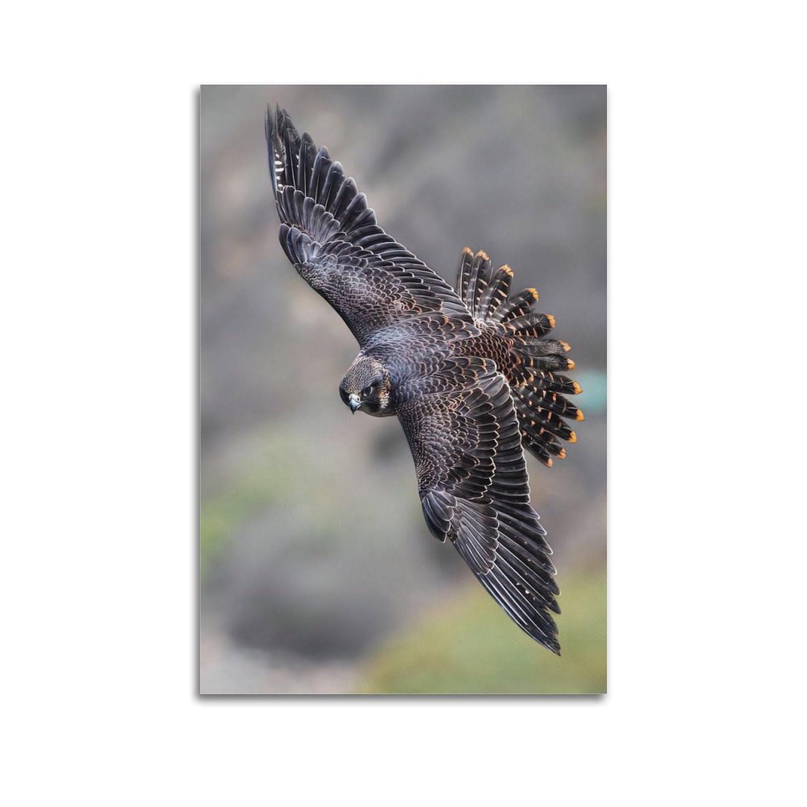 Animal Poster Peregrine Falcon Fastest Dive Hunting Bird of Prey Wildlife Poster Decorative Painting Canvas Wall Posters And Art Picture Print Modern Family Bedroom Decor Posters 20x30inch(50x75cm)