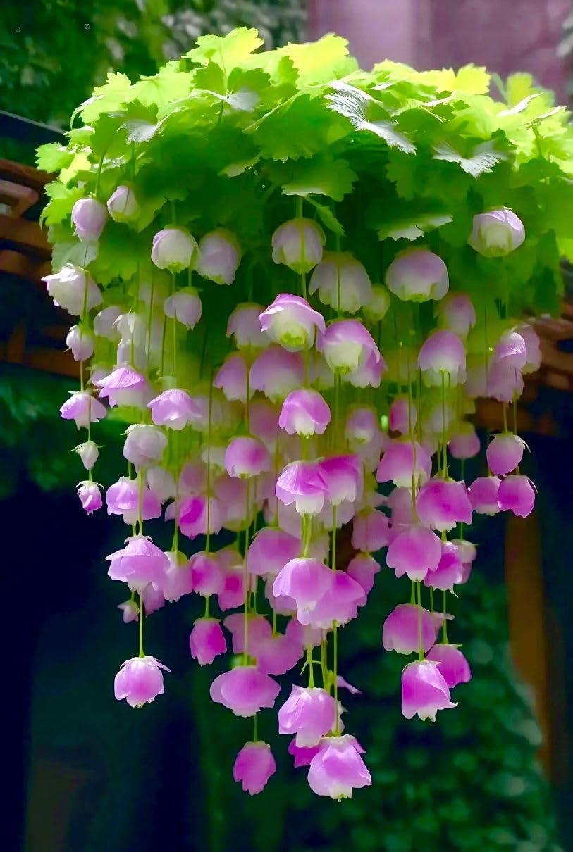 Rare Lily of The Valley for Planting UK, Hardy Perennial, Excellent Display, Mix Greening Flower, Natural Organic, Wedding, Balcony Garden-15 Bulbs-G