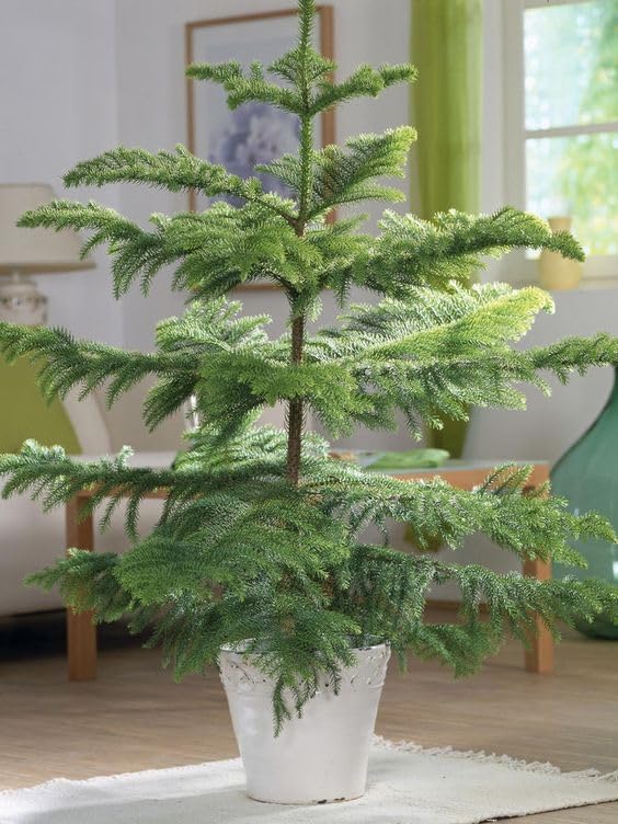 Begrin Araucaria Live Plant Christmas Air Purifying Monkey Puzzle Tree Monkey Tail Tree Pinonero Pewen Chilean Pine Plant (Without Pot) 1 Healthy Live Plant Size 1-1.5ft