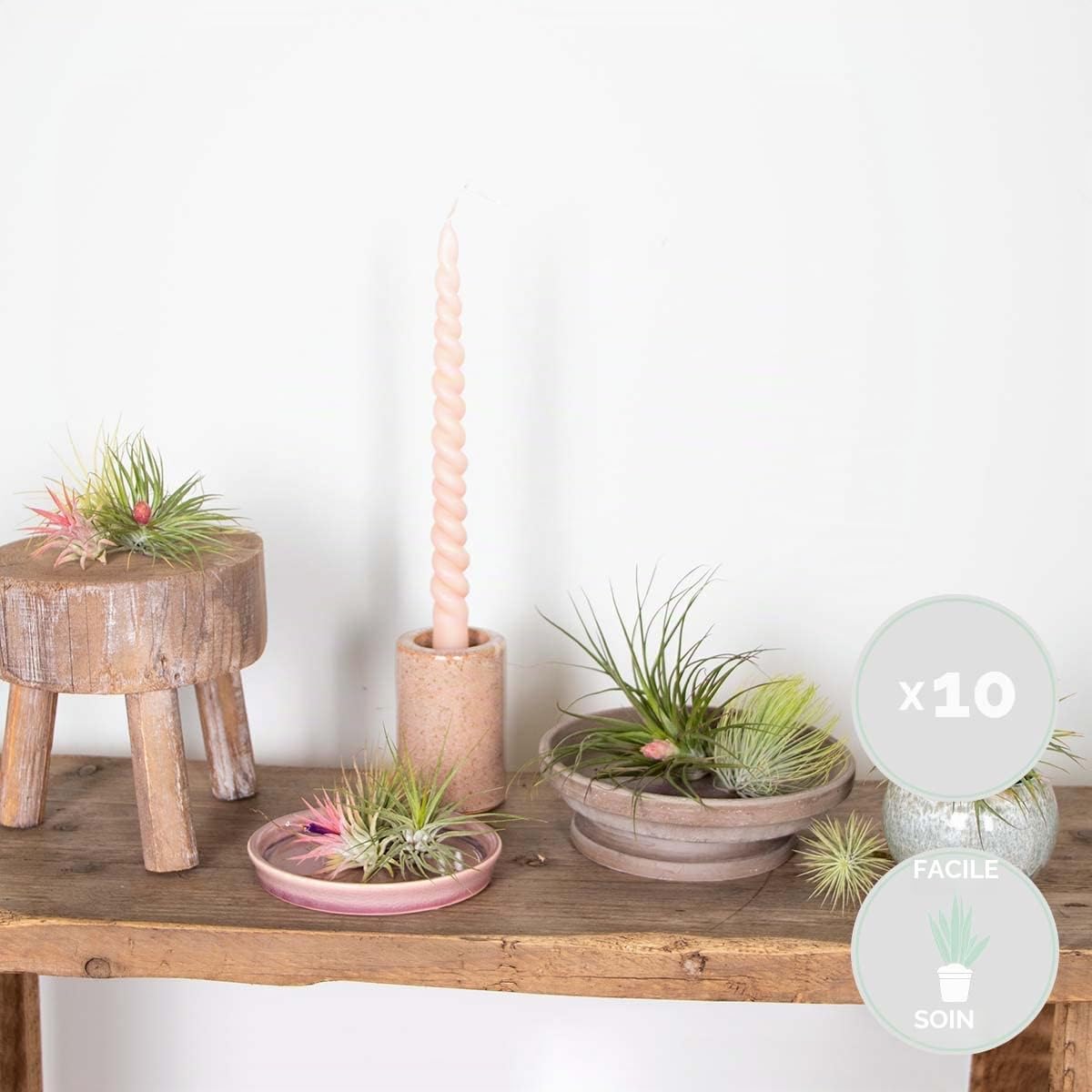 Bloomique - Lot de 10 - Tillandsia - Plantes aériennes - Dépolluantes - Très faciles d’entretien - 5-15 cm