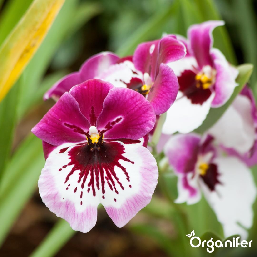 Flüssigdünger Für Orchideen (Phalaenopsis) - 5x1L - NPK 3-4-3