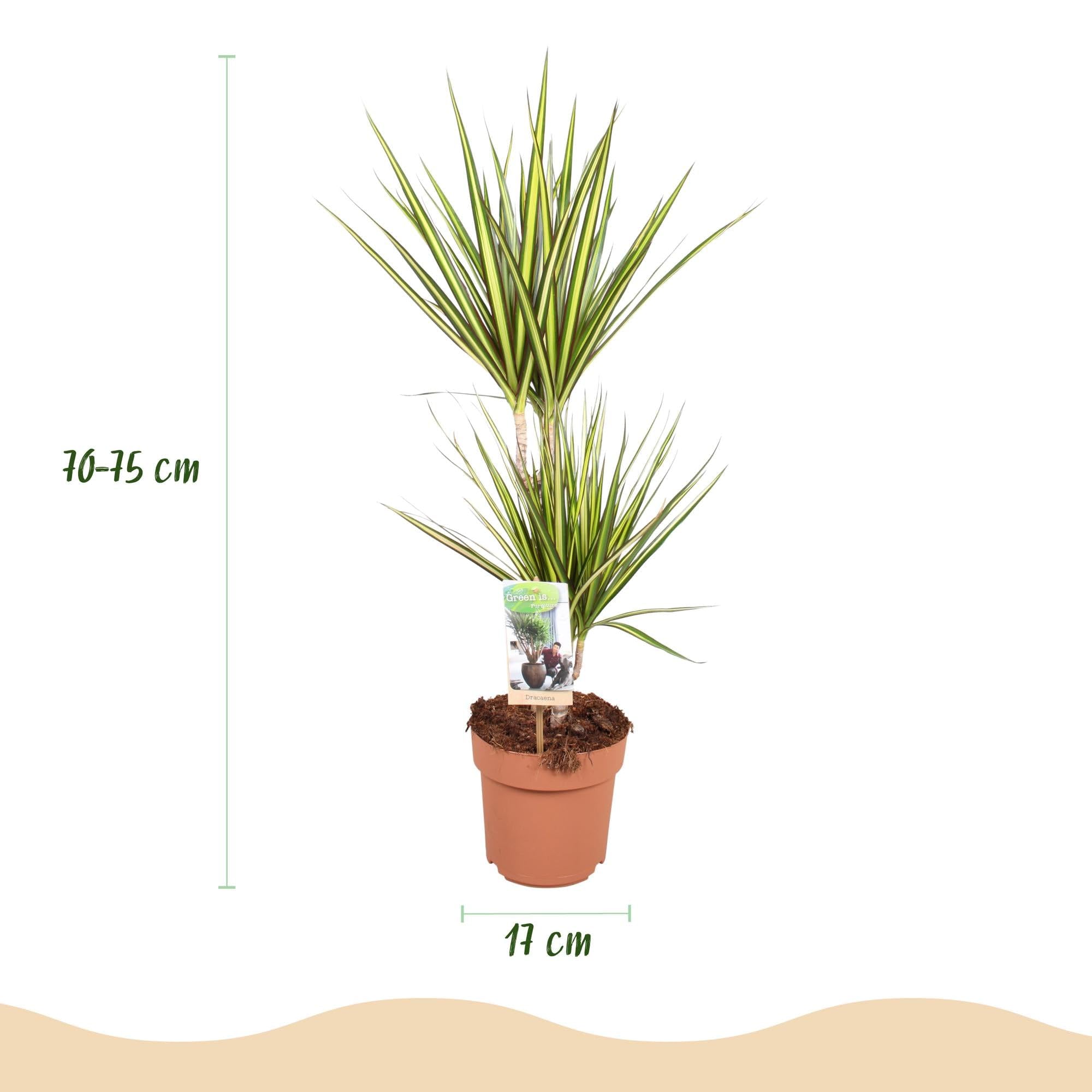 Dracaena Sunray – smocza krew – 17 cm – wysokość 70-75 cm – łatwa w pielęgnacji roślina pokojowa w kolorze zielonym i żółtym, do nowoczesnych pomieszczeń mieszkalnych i roboczych