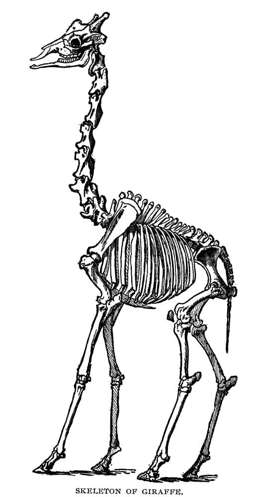 Amazon.com: Giraffe Skeleton Nline Engraving Late 19Th