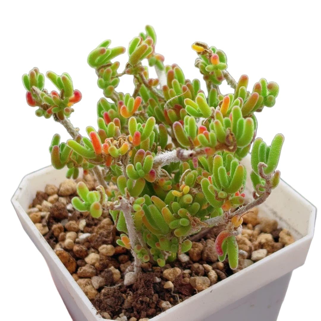 Top【選抜株】多肉植物　13194海蛍ウミホタル　10個　鉢無し/脱土 Amazon.co.jp: ドロサンテマム 蛍光兎 大株 育てやすく増やしやすい