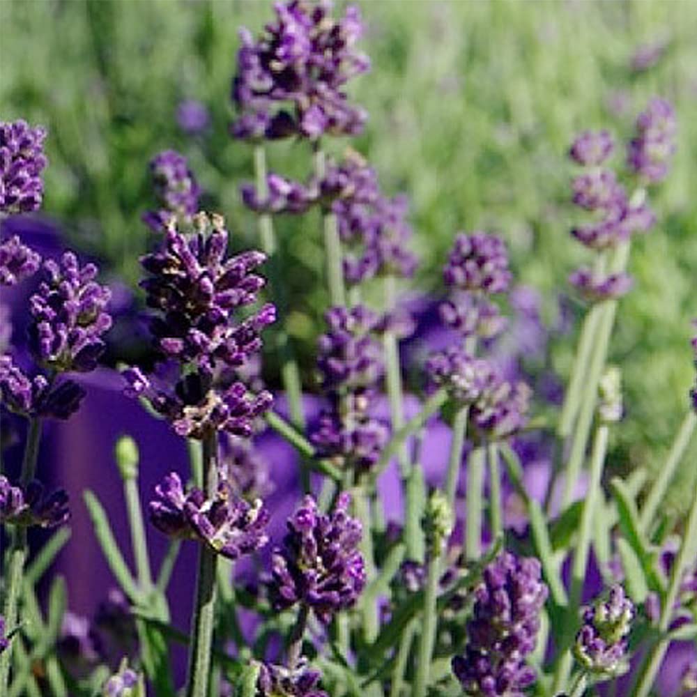 Amazon.co.jp: ラベンダー・センティヴィアブルー 3号ロングポット苗