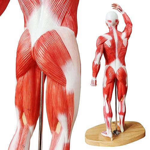 Miniatura 6 de EVOTECH - Modelo muscular humano de 20 pulgadas, modelo de sistema muscular en miniatura, figura muscular humana, modelo de anatomía del cuerpo