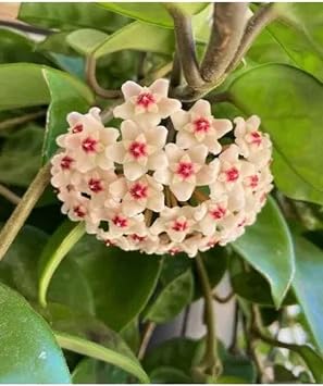 Bitkim Sende Mum Çiçeği Kırmızı, 20-25 cm, Hoya Carnosa, İç Mekan Bitkisi