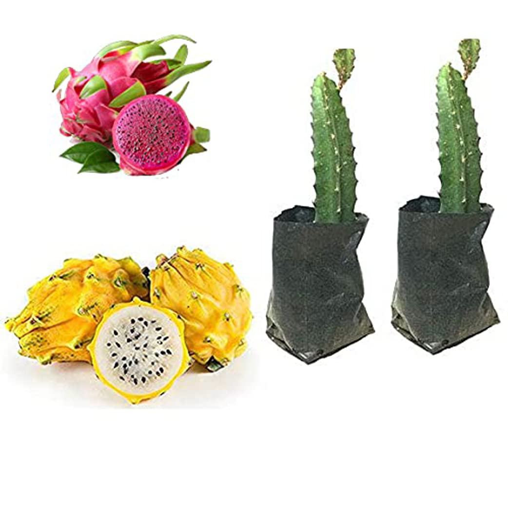 Green view Combo Rare PinkSkin PinkFlesh & Yellowskin WhiteFlesh Pink Dragon Fruit-Pitaya Imported Live Rooted Plant 1 Ft DRAGON FRUIT LIVE OUTDOOR ORNAMENTAL PLANT 2 Cutting On Grow Bag (Red) (B09HPKGCMG) Amazon Price History, Amazon Price Tracker