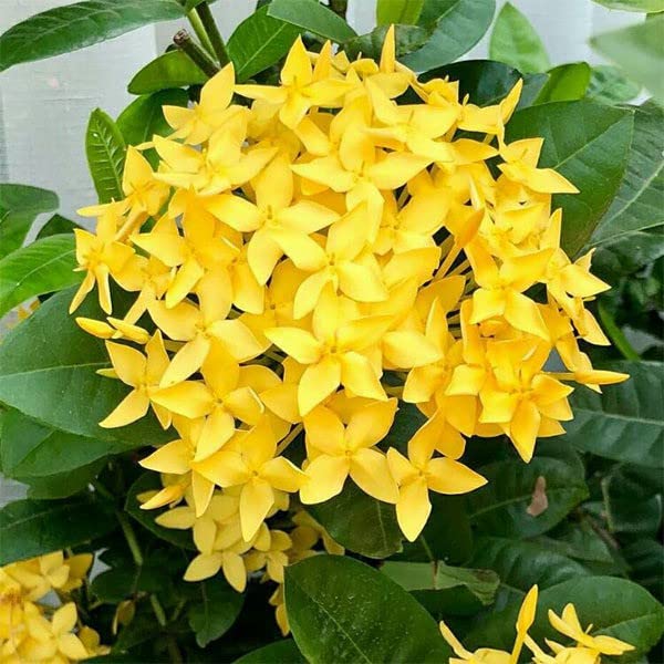 Platone_ Ixora/Chethi PlantIxora/Rongona/Jasmines/Chethi Flower Live Plant [v72]Ixora/Rongona/Jasmines/Chethi Flower Live Plant [v72] Pack of 1 (B0B3XKZSGL) Amazon Price History, Amazon Price Tracker