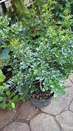 Chinese Perfume Plant (Aglaia odorata) Tropical Fragrant Plants - 2 Feet Tall - Ship in 1 Gal Pot