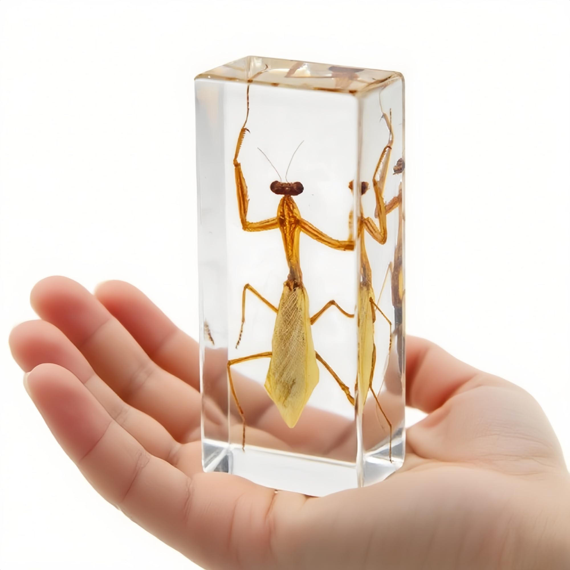 Insect in Clear Resin – Real Insect Specimen for Science Projects, Curio Display, or Unique Paperweight (Mantis)
