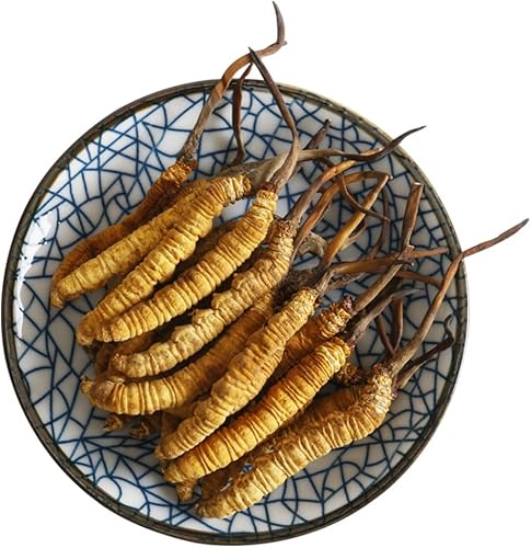 0.18 oz de hongo de oruga china Cordyceps Sinensis (Dong Chong Xia Cao), Cordyceps salvajes, Cordyceps Sinensis del Himalaya 100%.