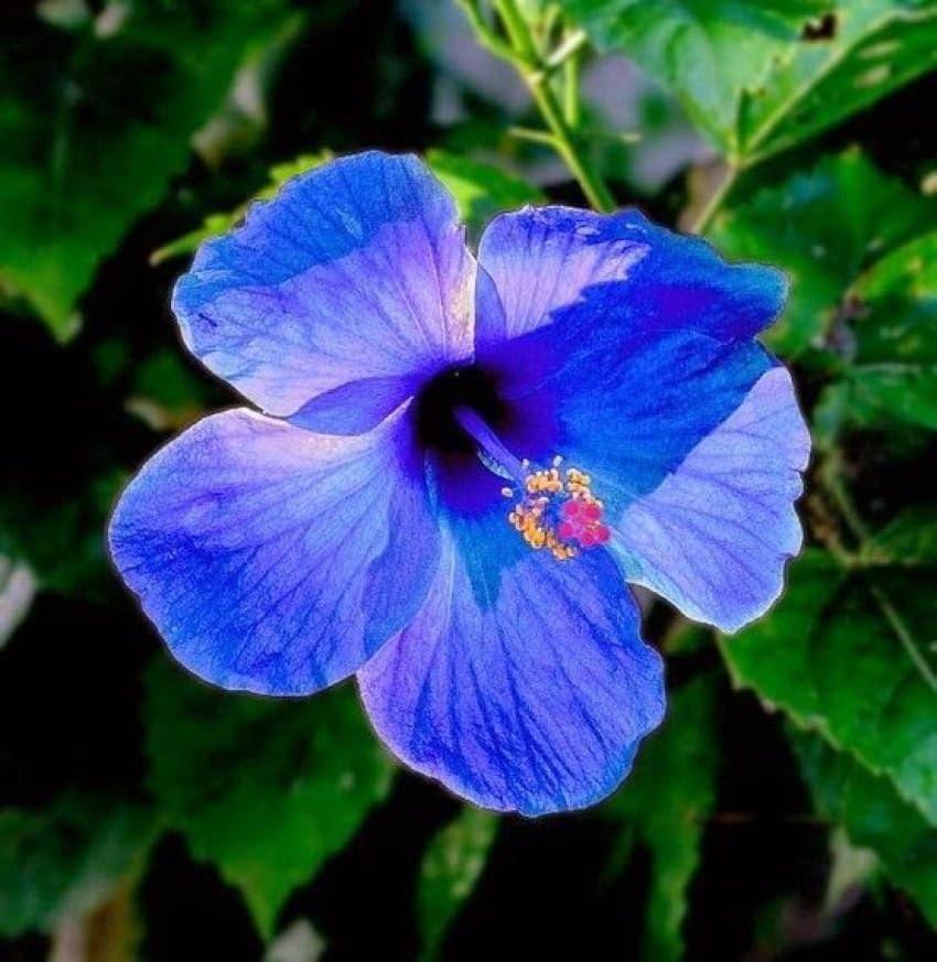 GOLAPKOLONY Live All Season flower plant (Blue Hibiscus plant) (B0CWPPR7XC) Amazon Price History, Amazon Price Tracker