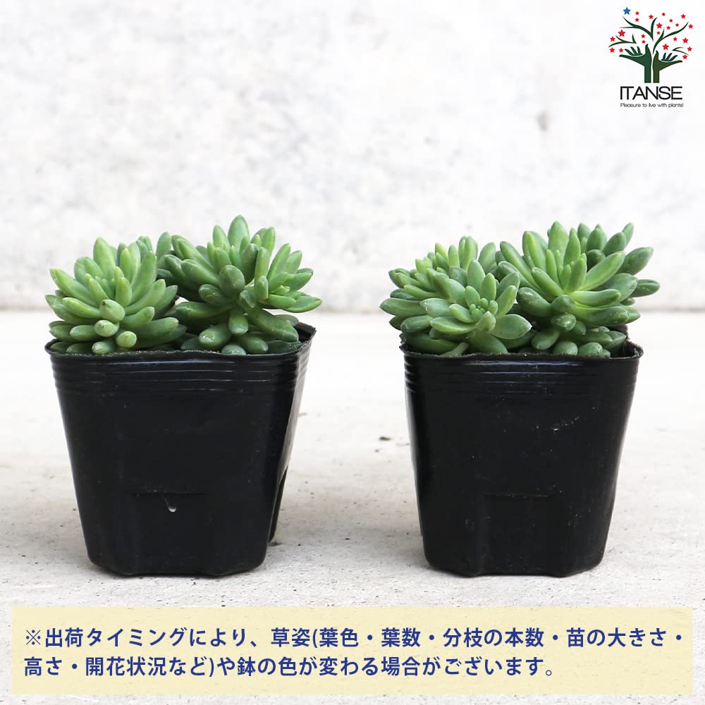 Amazon｜セダム ピンクベリー 3号ポット 1個売り【品種で選べる