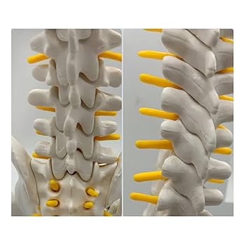 骨格模型　脊椎　背骨 楽天市場】人体模型 脊椎骨盤模型 脊柱 脊髄 脊椎模型 脊椎骨