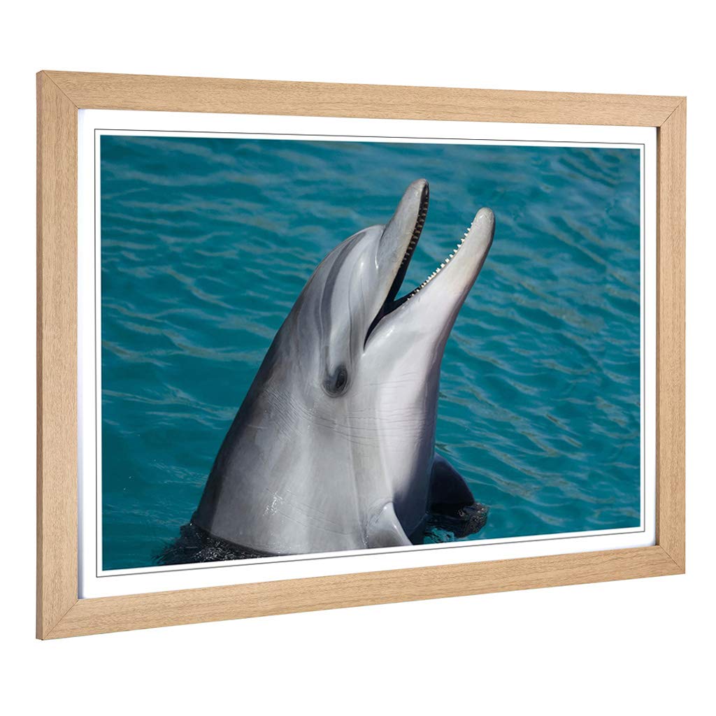 Big Box Art Framed Print of Dolphin (2) Design | Wall Art Picture | Home Decor for Kitchen, Living, Dining Room, Lounge, Bedroom, Hallway, Office, Oak, A2 / 24.5x18 Inch / 62x45cm