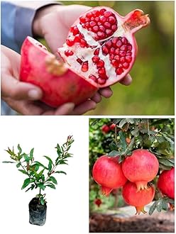 FloraPlax Rosa Pomegranate/Red Kandhari Anar Live Hybrid Fruit Plant (Anar/Pomegranate)