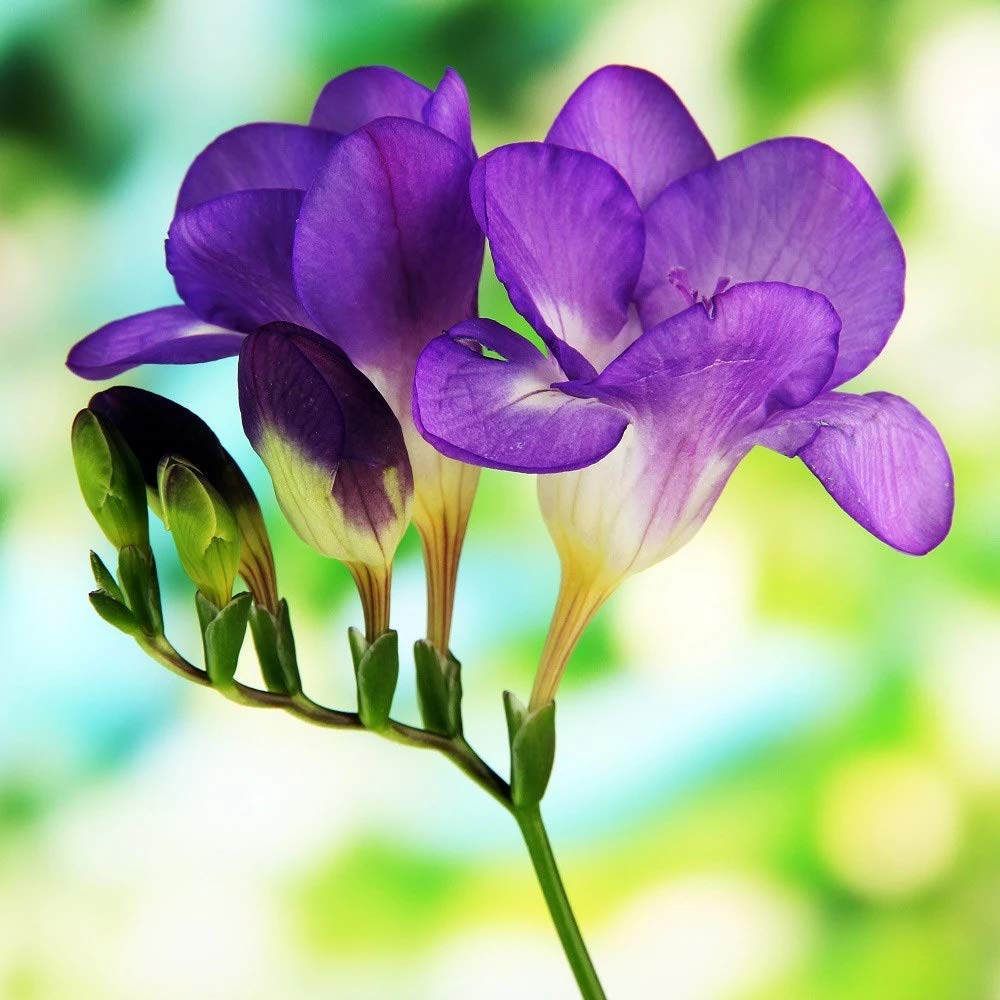 Freesia Imp. Beautiful Purple Flower Bulbs for Home Terrace and Kitchen Indoor Outdoor Gardening Planting (Purple, 6) (B08KJ8XD7J) Amazon Price History, Amazon Price Tracker
