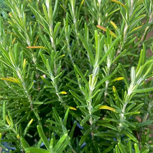 Serres Desrumaux - Plant Romarin Pépinière Pot 1,5L