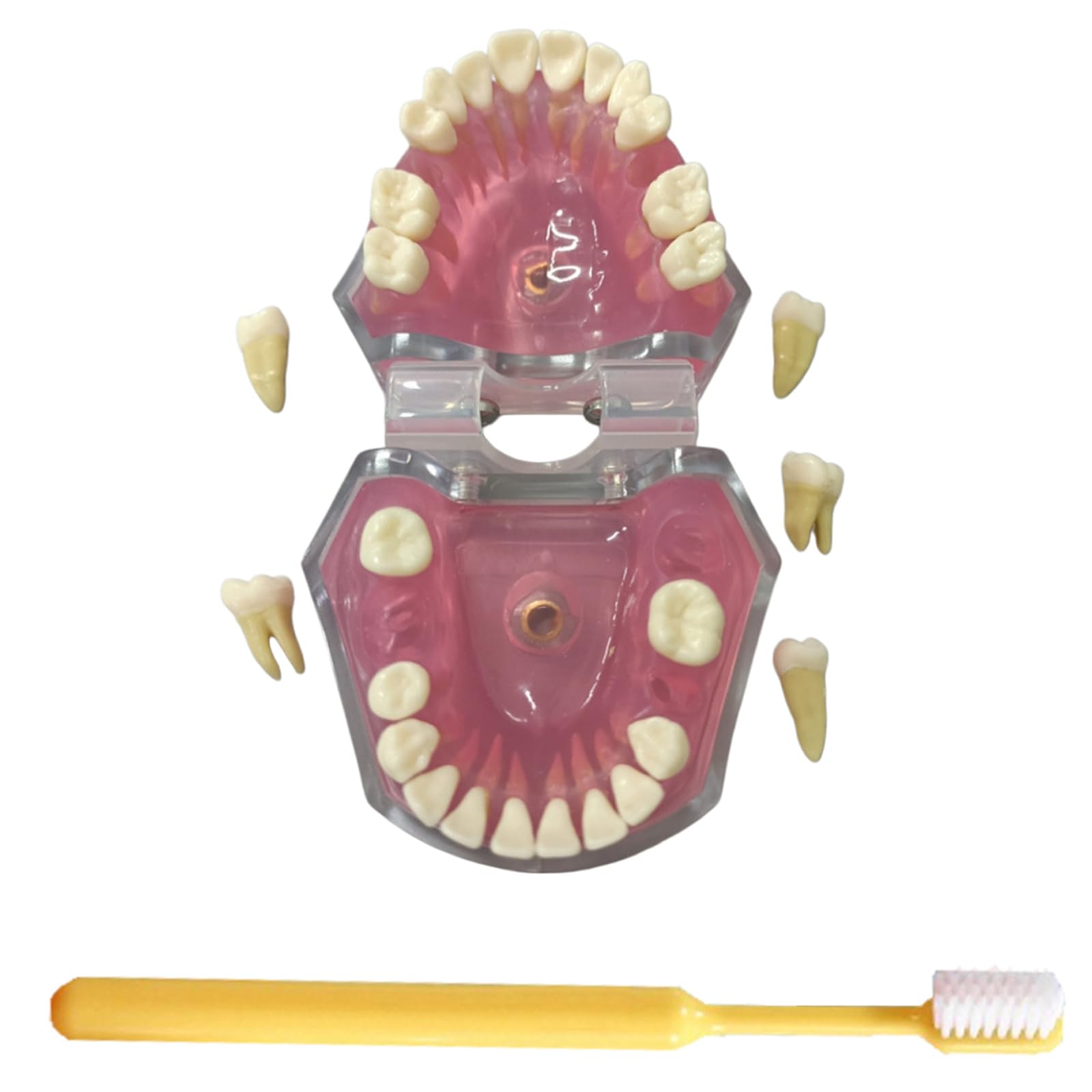 Modelo de Dientes de Demostración Dental con Todos los Dientes Removibles - Modelo de Cepillo de Dientes - Dispositivo de Entrenamiento para Estudiantes y Pacientes