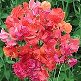 300+ Perennial Sweet Pea Seeds for Planting - Stunning Color and Fragrant Ornamental Annual Flower for Garden or Container