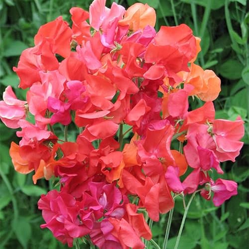 300+ Sweet Pea Seeds for Garden or Container Planting