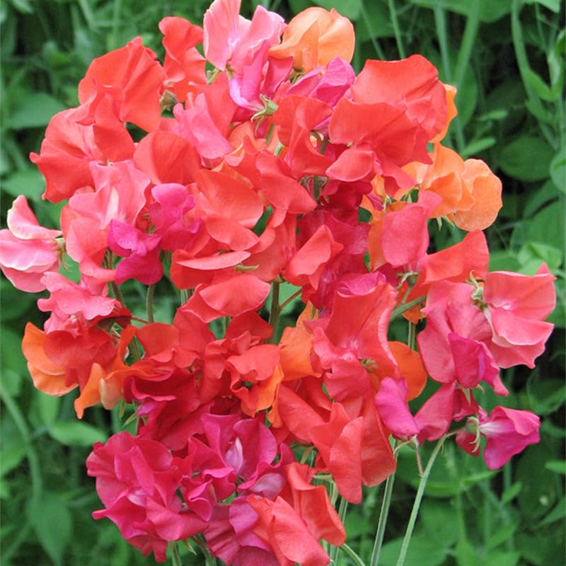300+ Perennial Sweet Pea Seeds for Planting - Stunning Color and Fragrant Ornamental Annual Flower...
