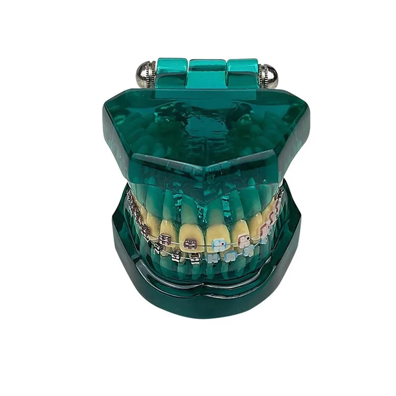 Modello ortodontico per la comunicazione del paziente, trattamento odontoiatrico demo con staffe metalliche autoliganti, ideale per cliniche e scopi educativi