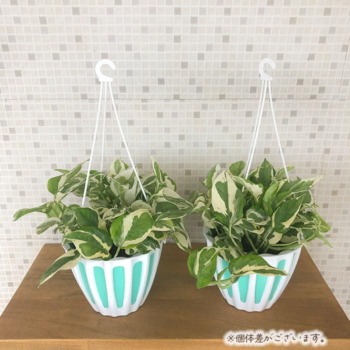 Amazon｜観葉植物 ポトス エンジョイ 5号 吊り鉢 吊り下げ ハンギング
