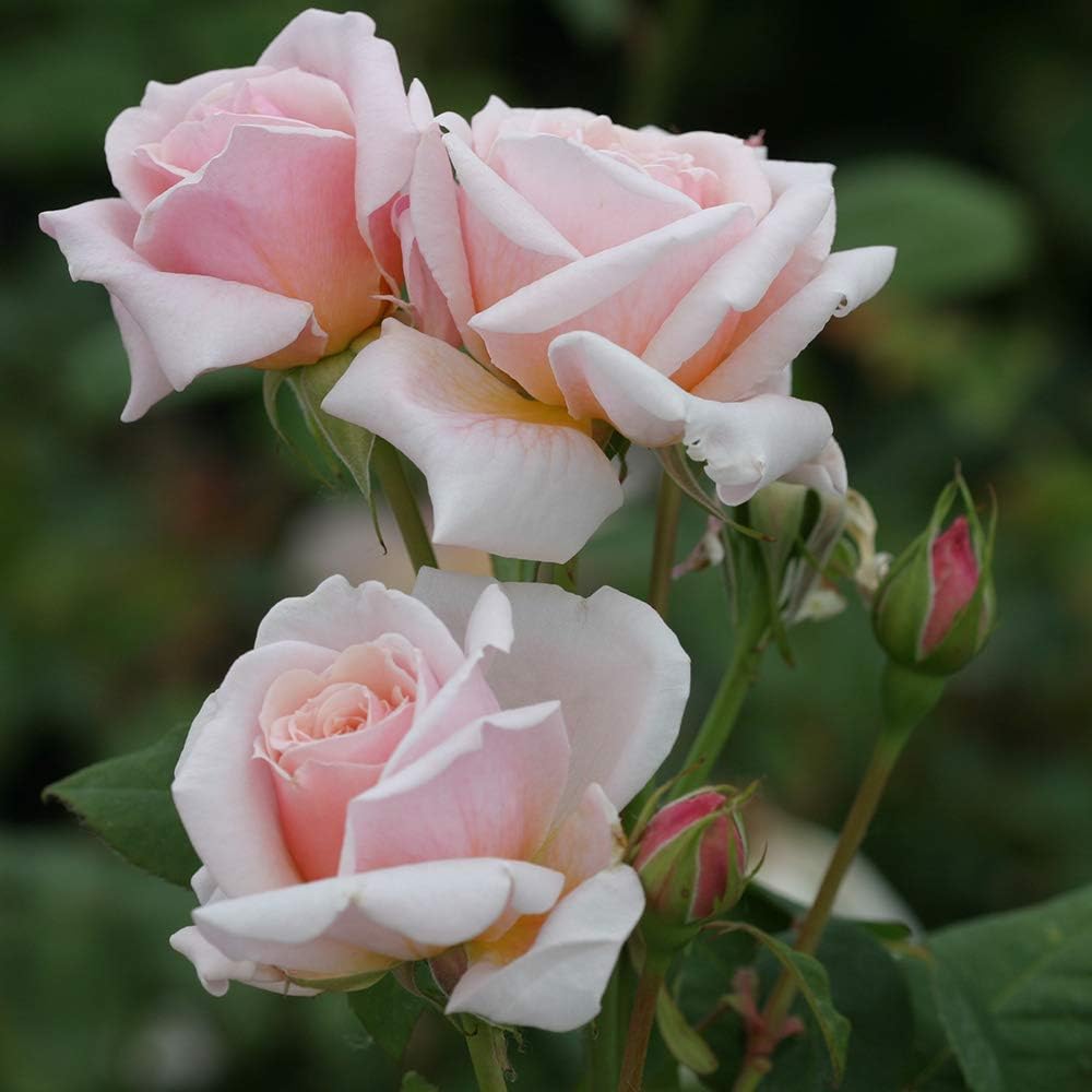 Heirloom Roses Rose Plant - Quietness Pink Rose Bush, Hardy Live Plant for Planting Outdoors