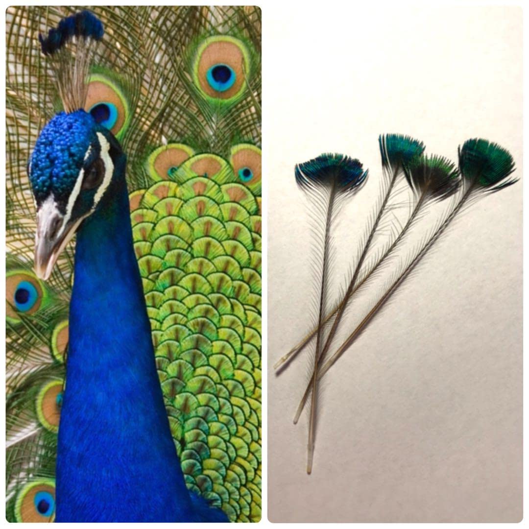 Amazon.co.jp: 帯 龍神 龍 伊勢神宮 切らず一匹 白蛇 お守り 大帯 財布  