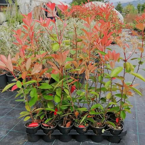 Photinia Red Robin, 10 piante alte 30/40 cm, vaso Ø8, per siepe folta e alta