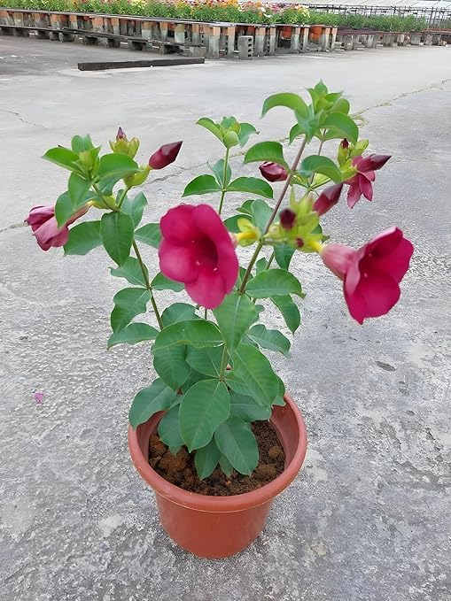 See full amazon price history chart for Greenursery Allamanda Flower Plant Live Purple Color Healthy Natural with Plastic Pot. (Allamanda Flower Plant, Purple) Greenursery Allamanda Flower Plant Live Purple Color Healthy Natural with Plastic Pot. (Allamanda Flower Plant, Purple) (B0CRH8514D) Amazon Price History, Amazon Price Tracker