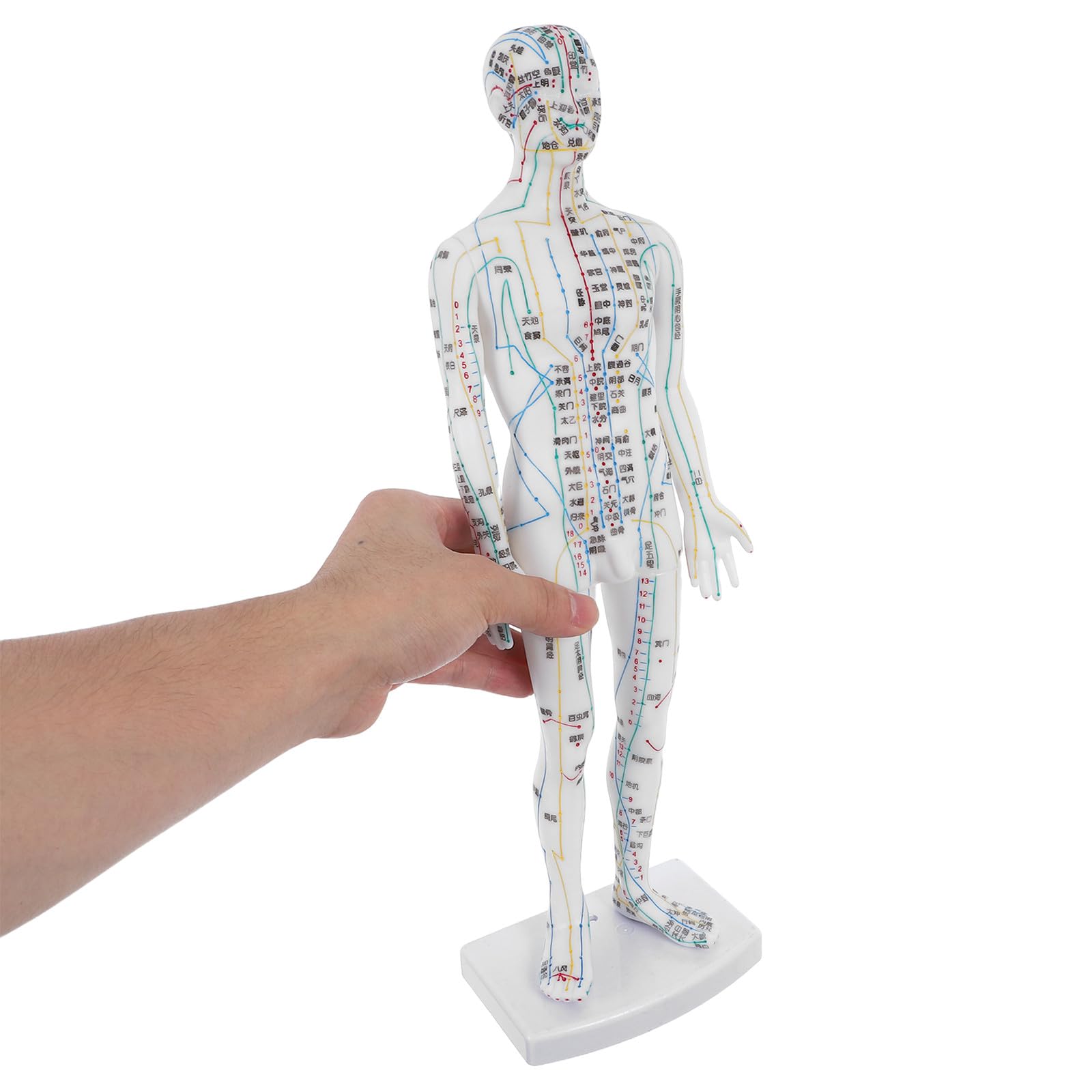 Agopuntura Maschile in Plastica Bianca per Formazione Professionale Visualizzazione Chiara dei Meridiani e Punti Pressione per Studenti e Operatori