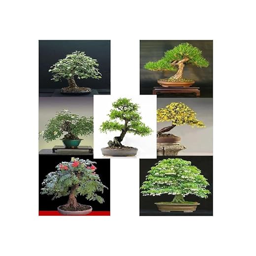 Noah - Semi di Bonsai - Piante da Interno - Bonsai di 7 Varietà