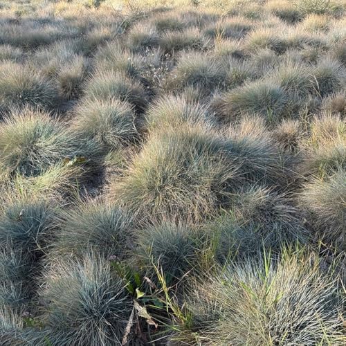 semillas de festuca azul - césped ornamental - jardín de plantas Plantas de jardín de rocas resistentes Decoración de jardín para exteriores Plantas de jardín perennes resistentes 200pcs