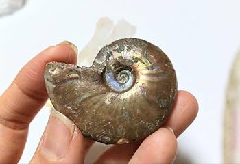 Amazon.co.jp: レインボーアンモナイト化石 : Clothing, Shoes & Jewelry Amazon.co.jp: レインボーアンモナイト化石 : Clothing, Shoes & Jewelry