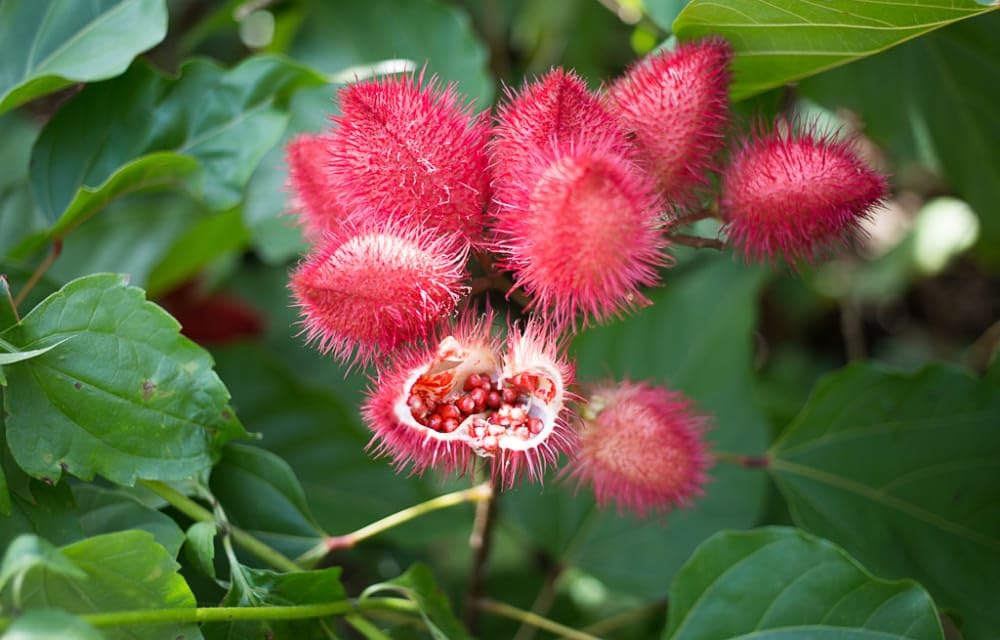 Annatto, Sindoor, Bixa Orellana, Lipstick Tree Live Plant - Perfect Spiritual Gift That Grows Meaningful Red Seed Pods For Enhancing The Wellbeing Of Family And Friends (1 Live Healthy Plant)-image-16