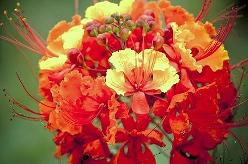 Caesalpinia pulcherrima, Enano Floreciente Poinciana Orgullo de Barbados 30 Semillas