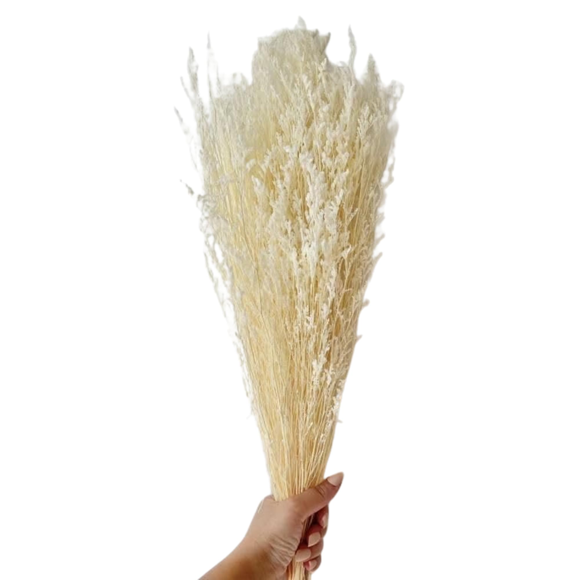 CLOUD INDIA Decorative Limonium Naturally Dried Flower for Vase Filler for Home Dcor|Indoor |Office Dcor (White)-image-23