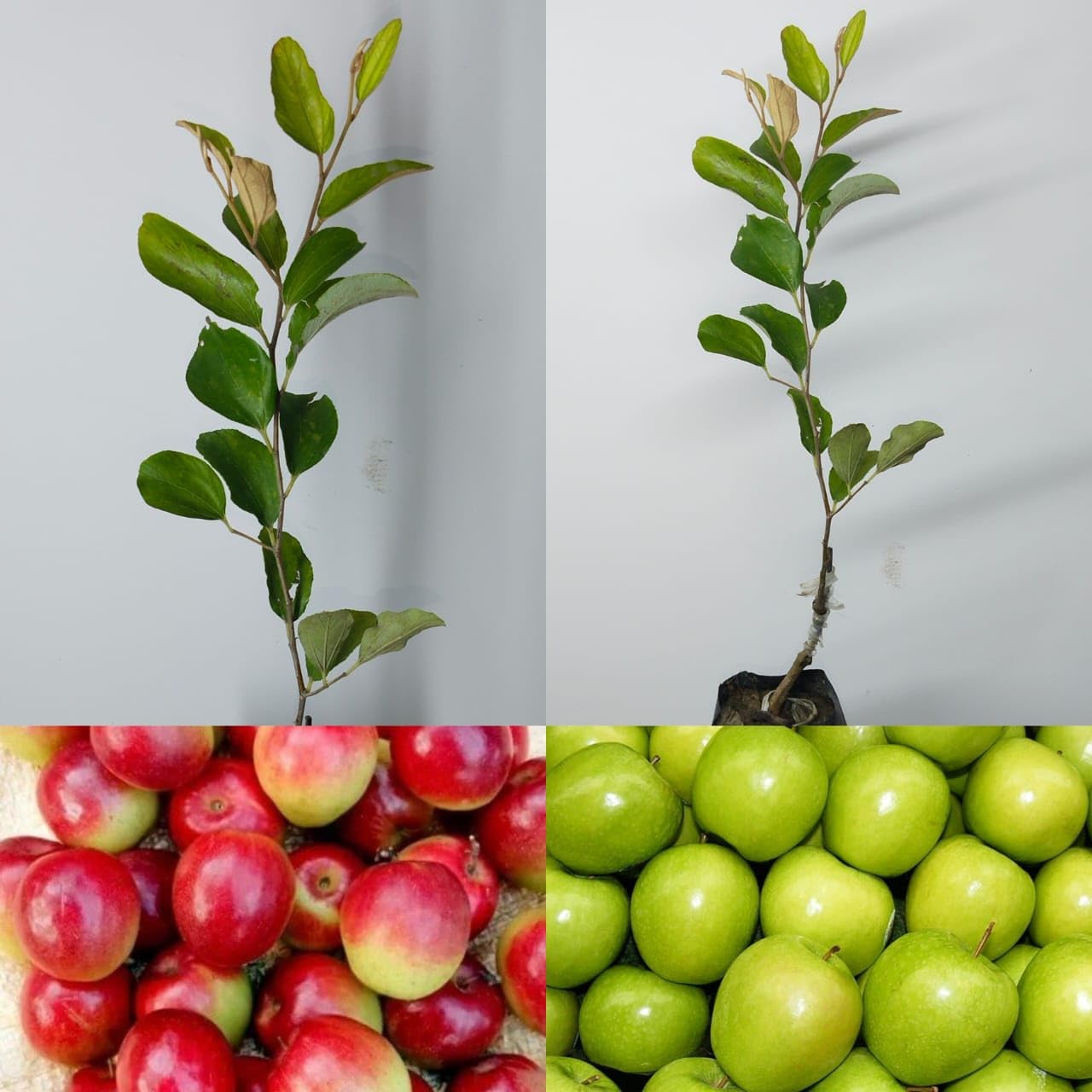 See full amazon price history chart for Natura GreenHouse Pack of 2 Thai Live Grafted Green And Grafted Red Kashmiri Apple Ber Fruit Plant Tree Pack Of 2 Plants Combo (Height 1 FT) Next Year U Get Fruits Natura GreenHouse Pack of 2 Thai Live Grafted Green And Grafted Red Kashmiri Apple Ber Fruit Plant Tree Pack Of 2 Plants Combo (Height 1 FT) Next Year U Get Fruits (B0CBPJJM1P) Amazon Price History, Amazon Price Tracker