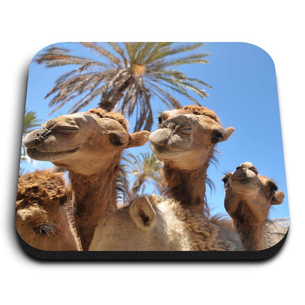 Destination Vinyl Ltd Multicolor 1 X Square Mdf Fridge Magnet - Ny Camels Animals Desert 8543