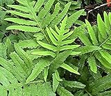NP - 200 Sensitive Fern Spores/Seeds Fiddlehead Fern - ET-MAG- Plant for Your Garden Decoration