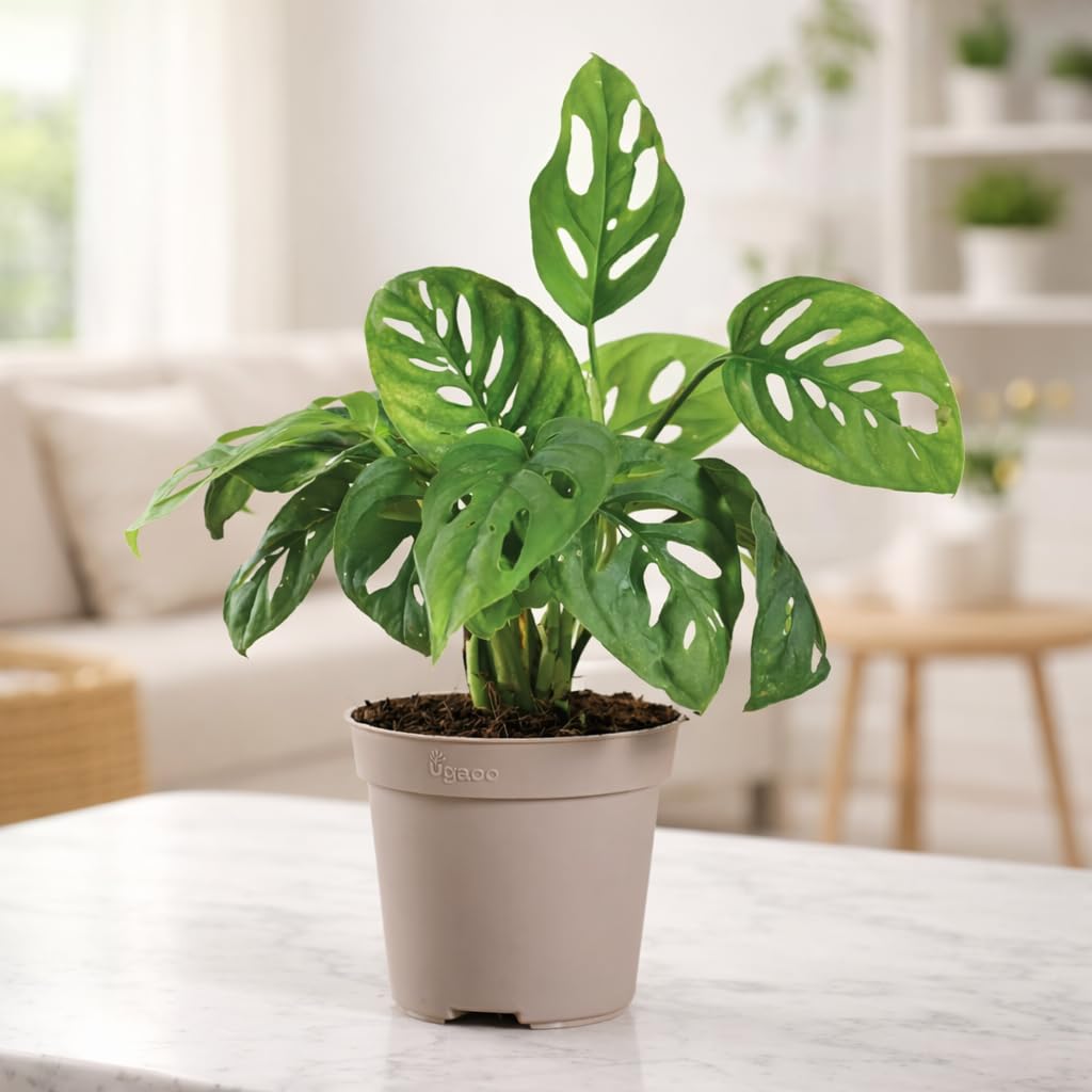 Ugaoo Philodendron Broken Heart Live Plant With Grow Pot-image-26