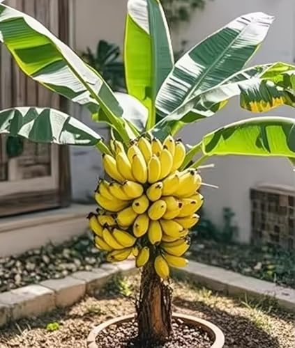 Banana Tree Seeds for Planting – 10 Seeds – Grow