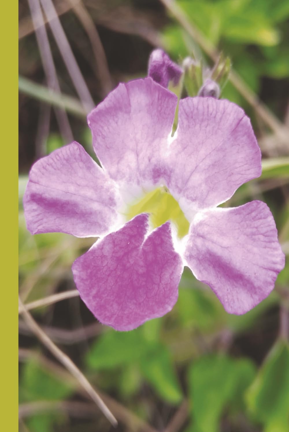 Maui Chinese Violet - Hawaii (Purple): Journal | Diary | Notebook | Logbook | Composition Book | 6x9 Inches | 100 Pages      Hardcover – January 2, 2026
