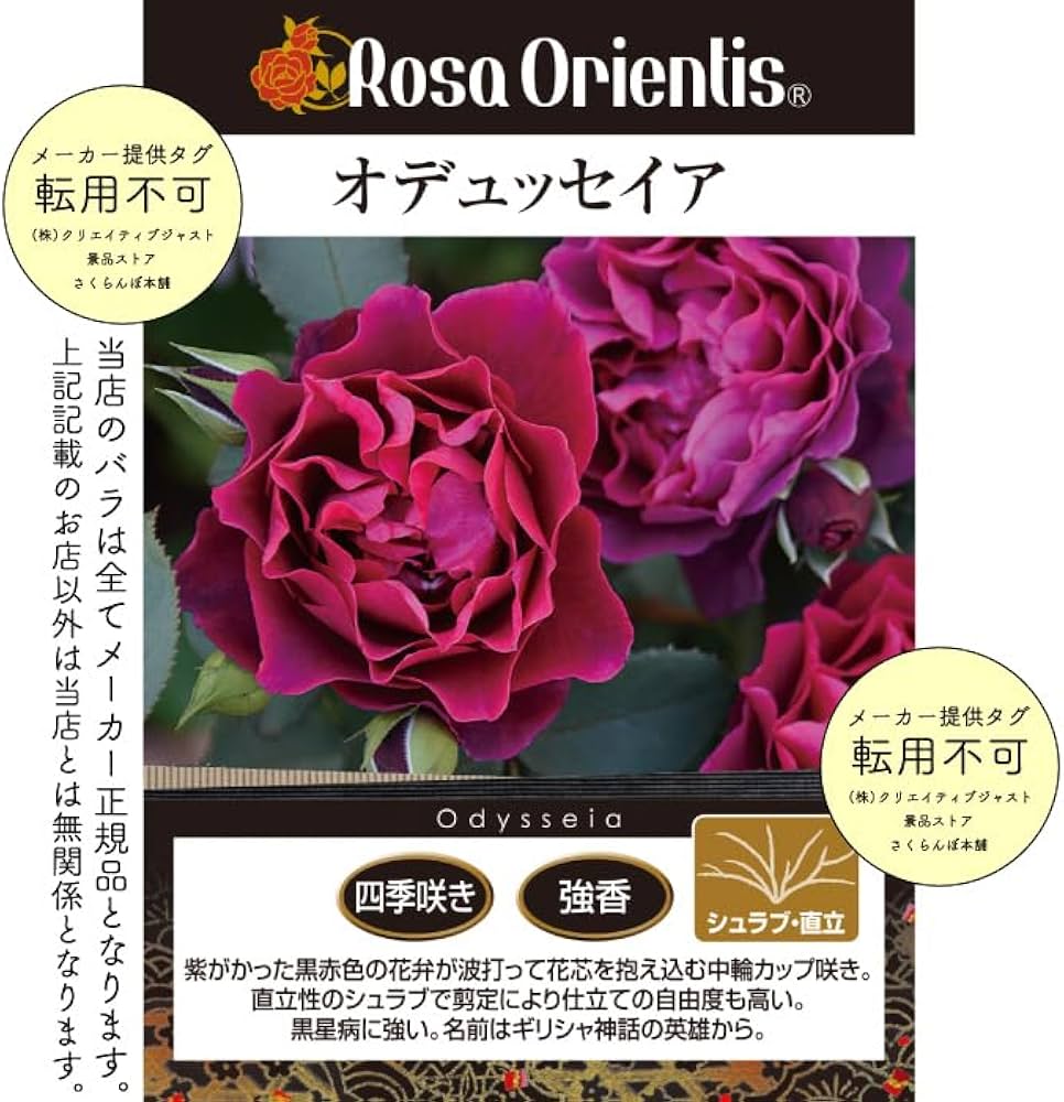 Amazon.co.jp: [ オデュッセイア バラ 新苗 4号鉢 ] バラ苗 鉢植え