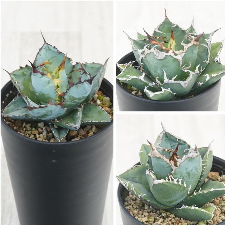 100cm大苗　鉢ごと　ダンコウバイ　苗木　苗　檀香梅　庭木　黄色花　白檀の香 100cm大苗 鉢ごと ダンコウバイ 苗木 苗 檀香梅 庭木 黄色花 白檀の香