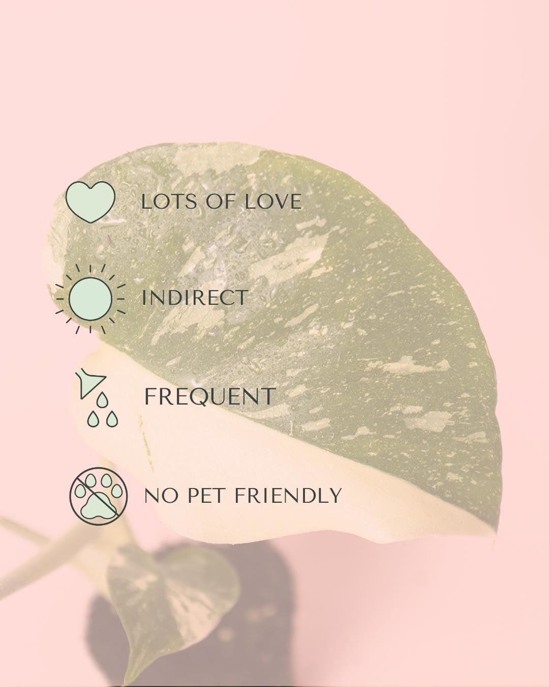 PUR PLANT Monstera Thai Constellation Mini | Monstera Planta Natural de Interior | Variegada y Exclusiva | Maceta de Ø 6 cm